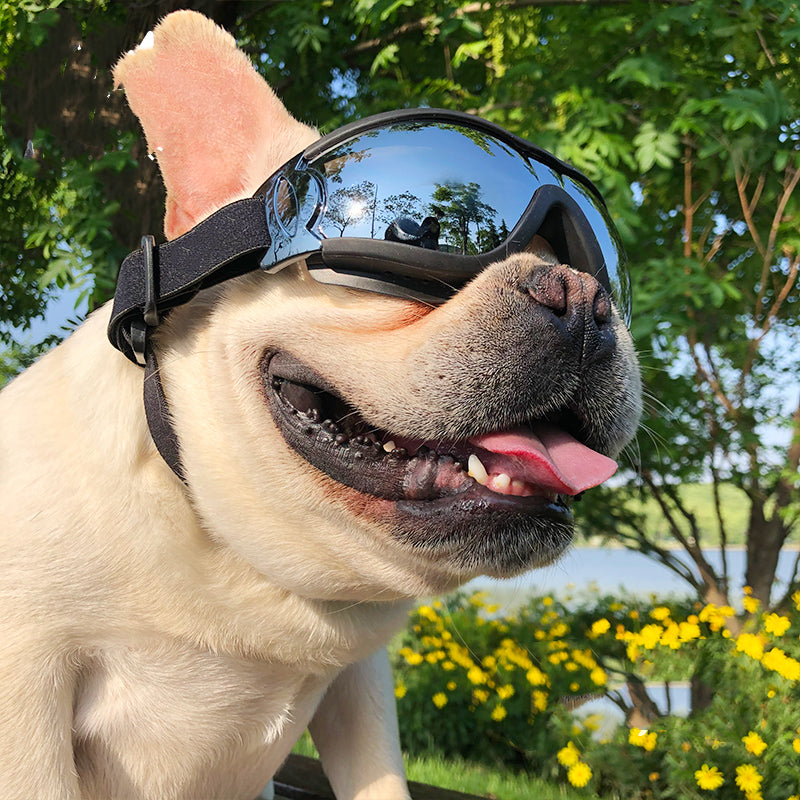 Windproof Dog Sunglasses